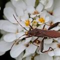 Camptotus lateralis