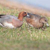 Canard siffleur couple (Anas penelope)