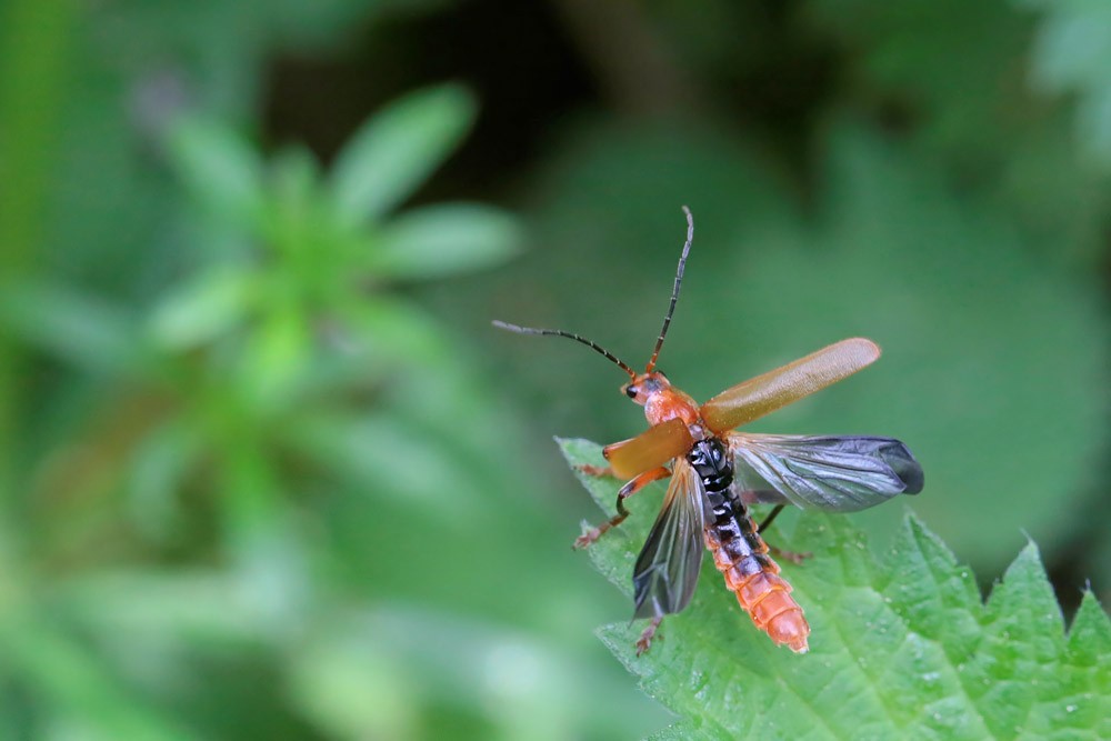 Téléphore livide (Cantharis livida) 