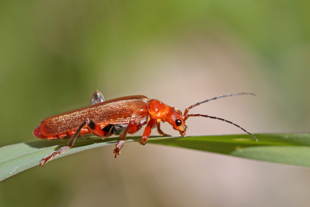 Téléphore livide (Cantharis livida)