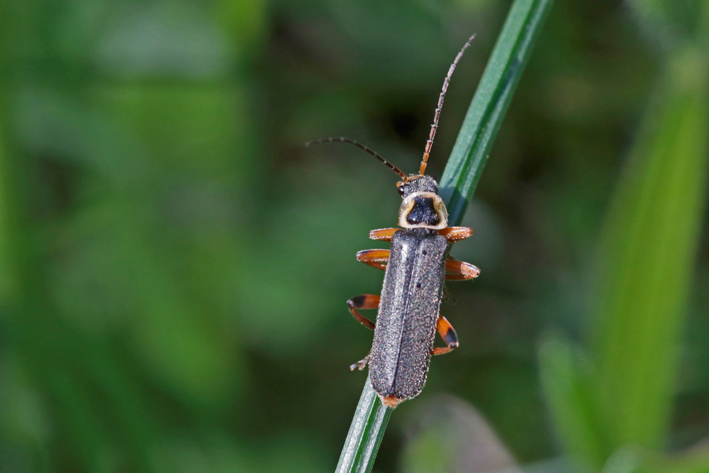 Téléphore noiratre (Cantharis nigricans)