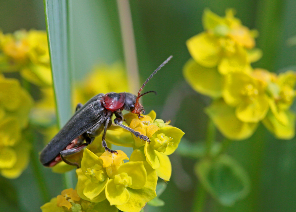 Téléphore moine (Cantharis rustica)