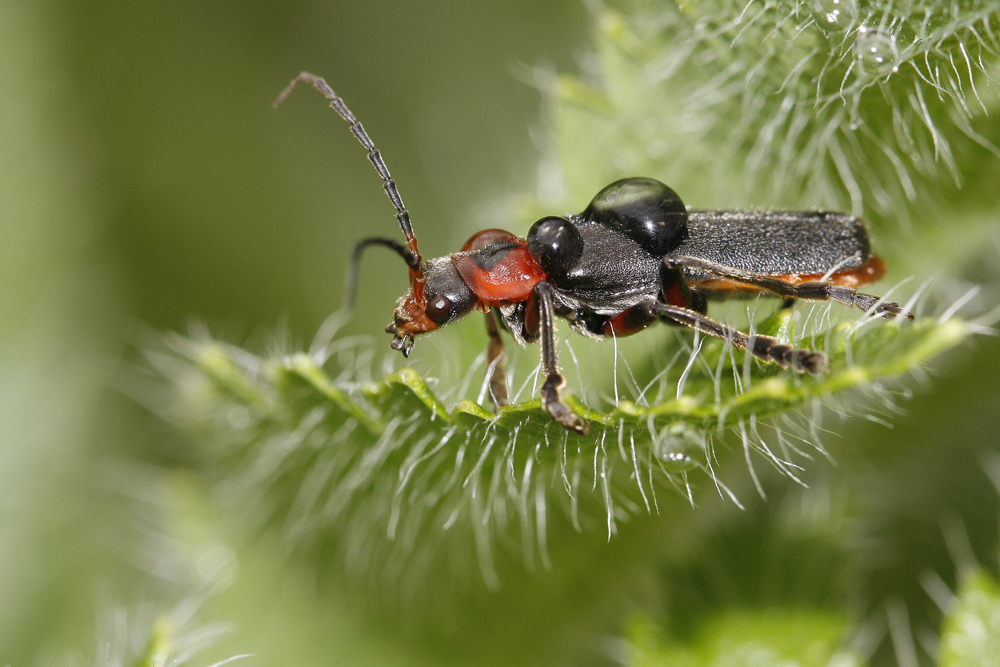 Téléphore moine (Cantharis rustica)