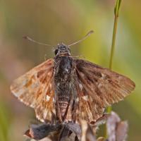 Hespérie du marrube (Carcharodus flocciferus)