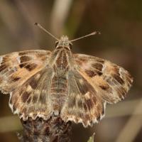 Hespérie de l'alcée (Carcharodus alcaea)