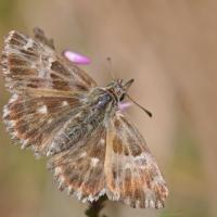 Hespérie du marrube (Carcharodus flocciferus)