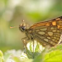 Hespérie échiquier (Carterocephalus palaemon)