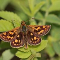 Hespérie échiquier (Carterocephalus palaemon)
