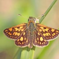 Hespérie échiquier (Carterocephalus palaemon)