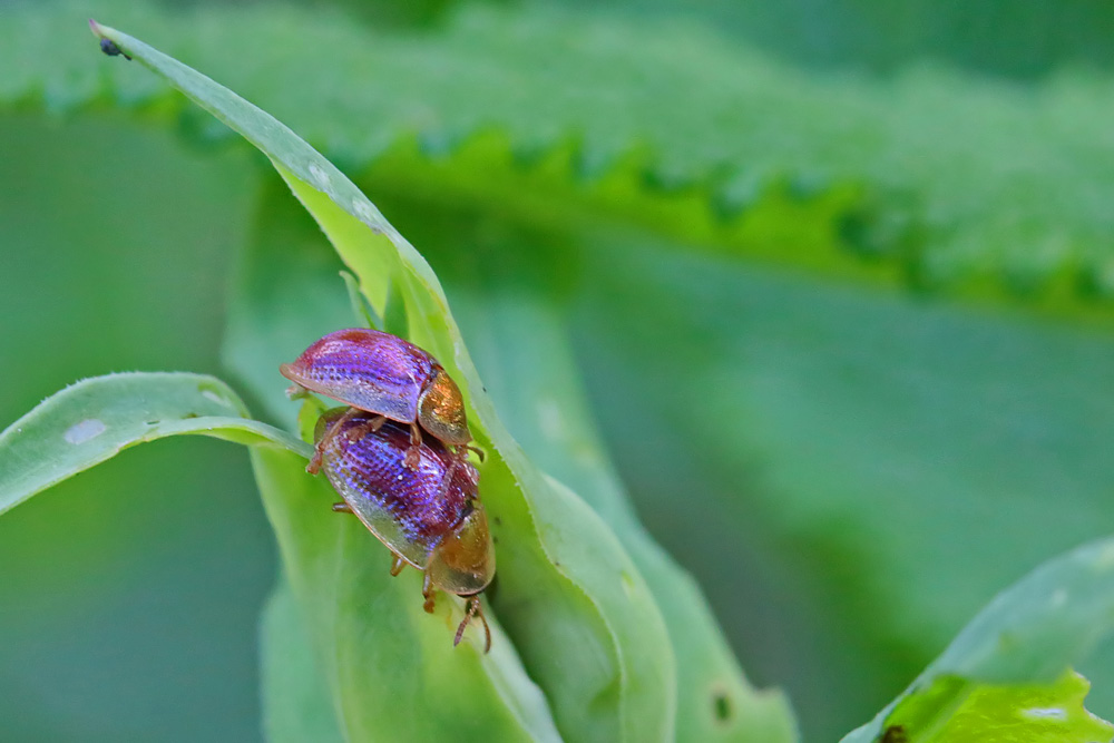 Chrysomèle Casside azurée (Cassida azurea)