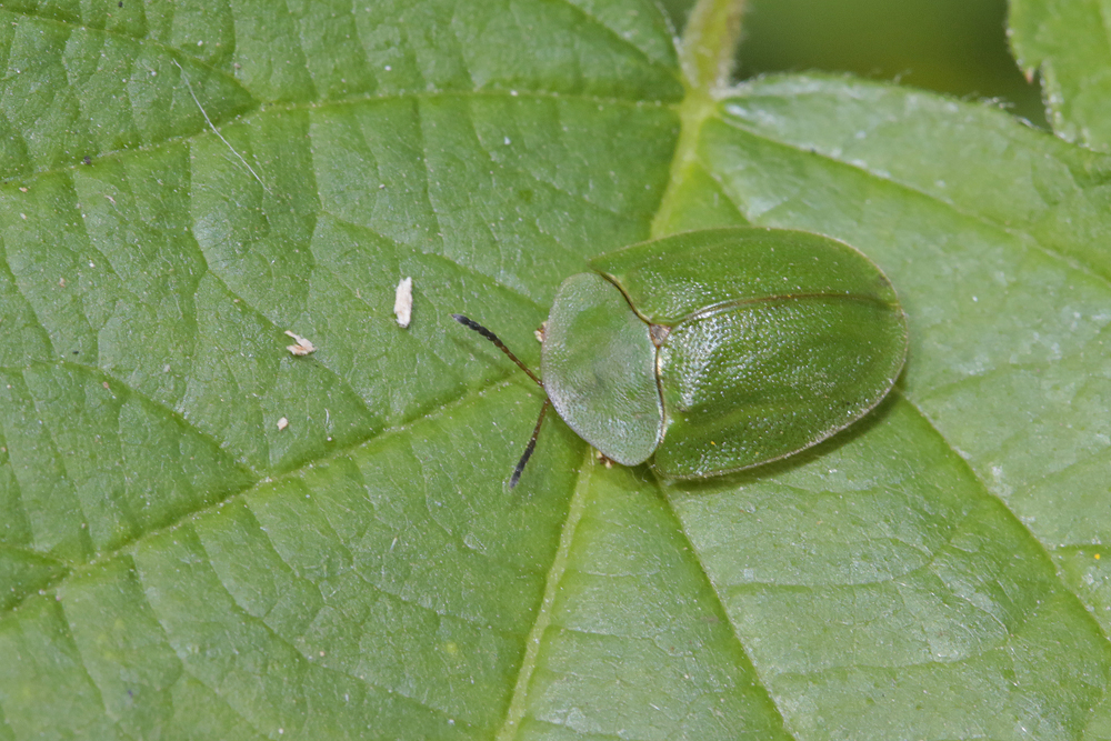 Chrysomèle Casside verte (Cassida viridis)