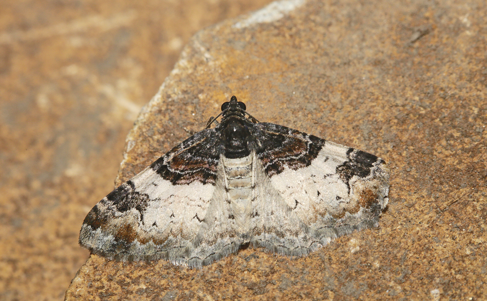 L' Eubolie sinuée (Catarhoe cuculata)