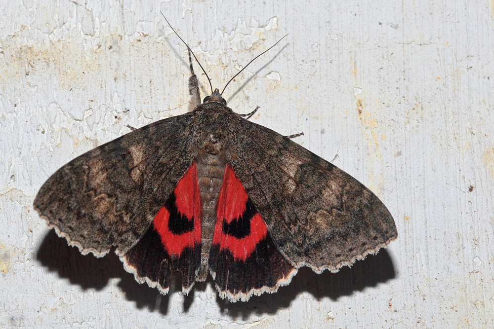 La Mariée (Catocala nupta)