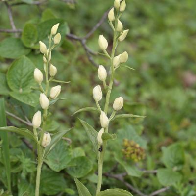 Céphalanthère à grandes fleurs (Cephalanthera damasonium)