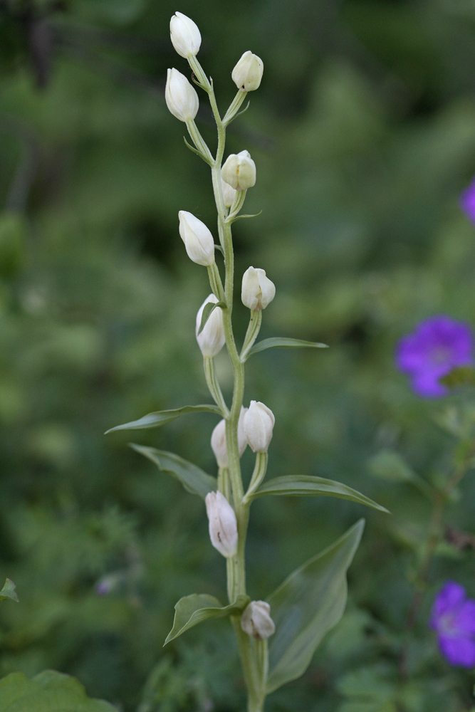 Céphalanthère à grandes fleurs (Cephalanthera damasonium)
