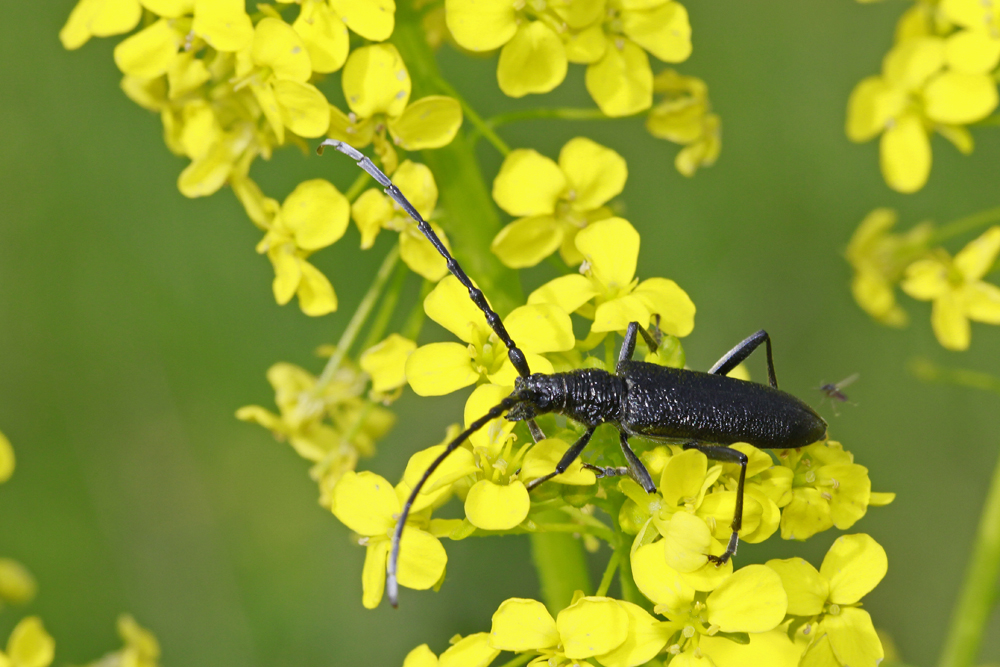 Petit capricorne (Cerambyx scopoli)