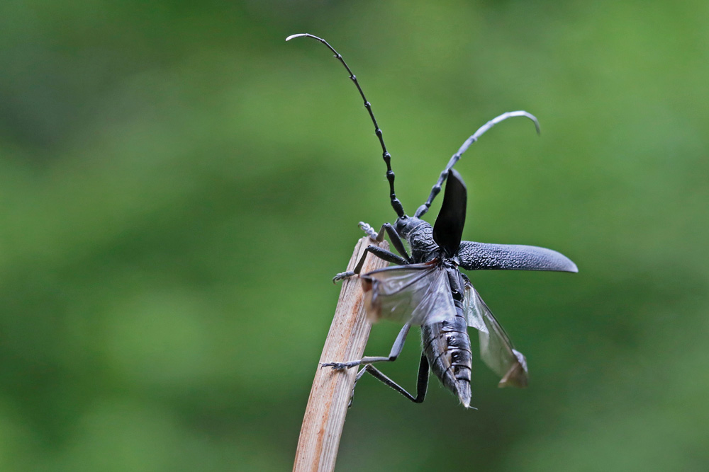 Petit capricorne (Cerambyx scopoli)