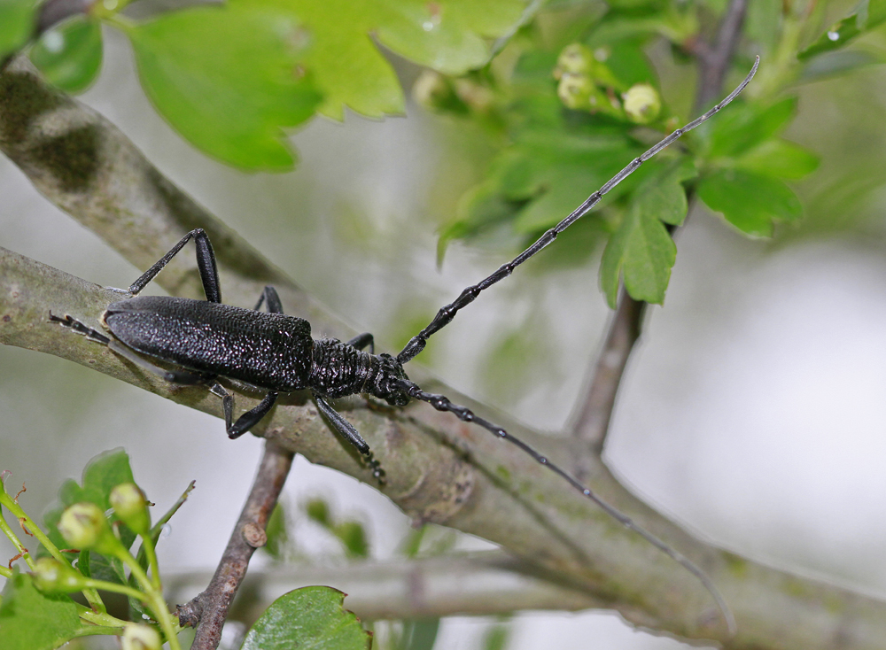 Petit capricorne (Cerambyx scopoli)