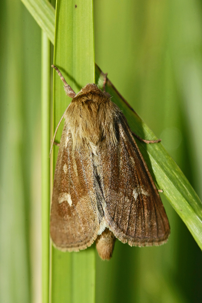La Noctuelle du gramen (Cerapteryx graminis)