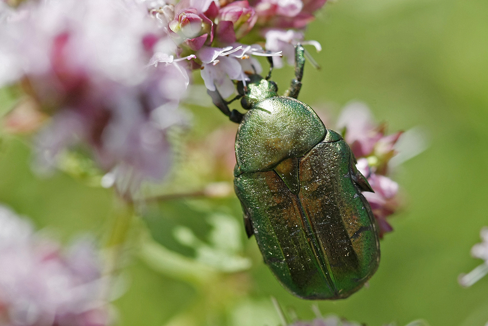 Cétoine dorée (Cetonia aurata)