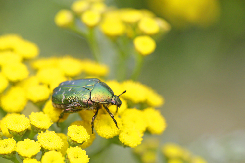 Cétoine dorée (Cetonia aurata)
