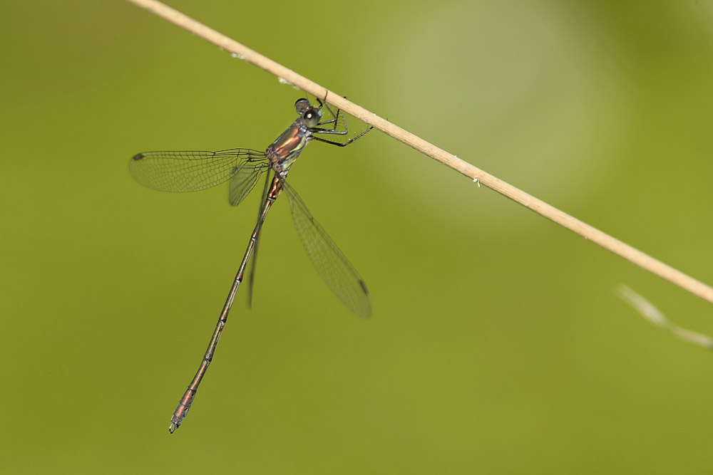 Leste vert (Chalcolestes viridis)