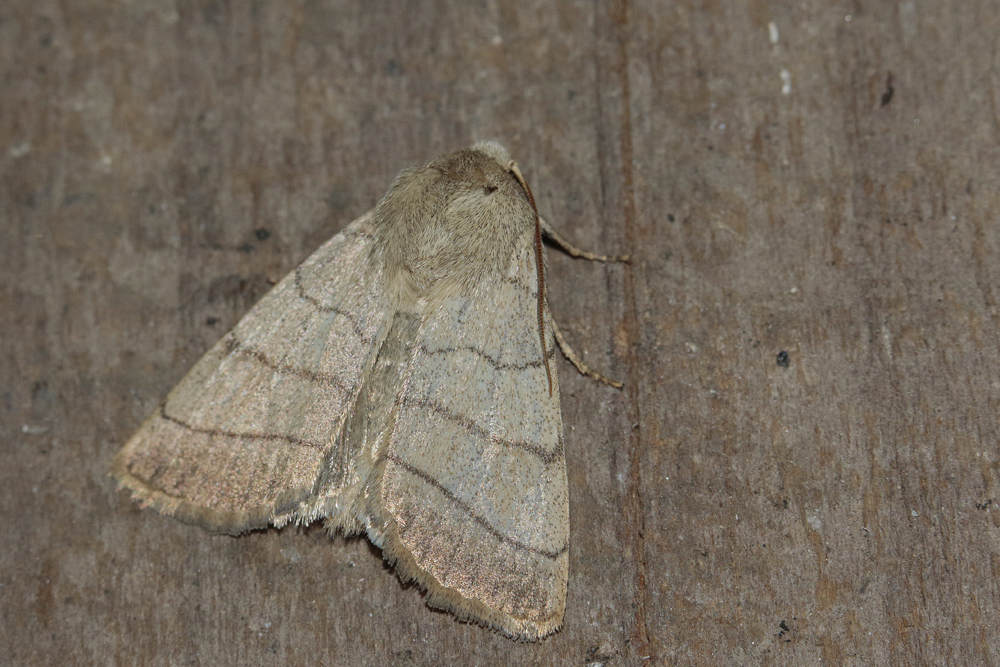 La Noctuelle trilignée (Charanyca trigrammica)