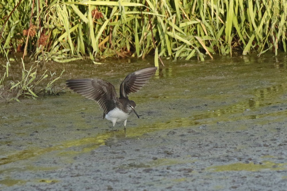 Chevalier cul blanc (Tringa ochropus)