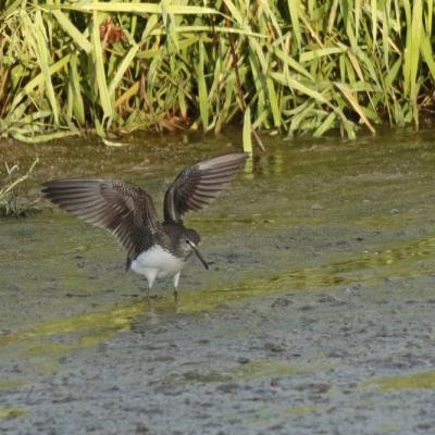 Chevalier cul blanc (Tringa ochropus)