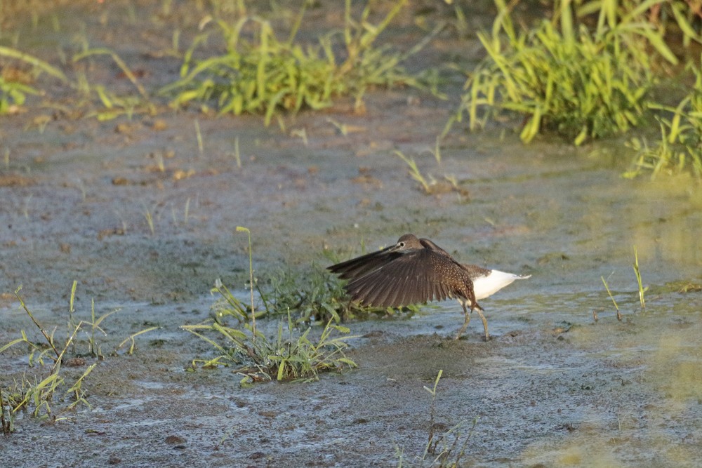 Chevalier cul blanc (Tringa ochropus)