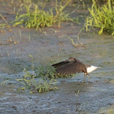 Chevalier cul blanc (Tringa ochropus)