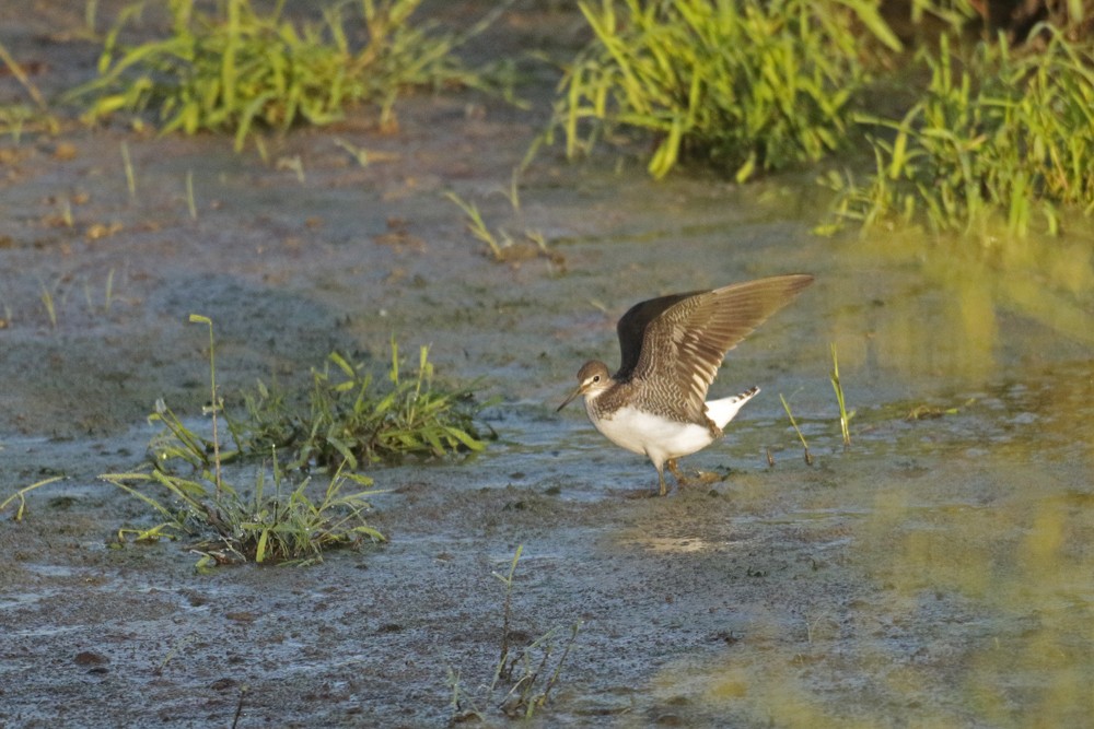 Chevalier cul blanc (Tringa ochropus)