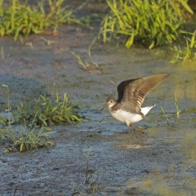 Chevalier cul blanc (Tringa ochropus)