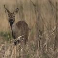 Chevreuil  (Capreolus capreolus) chevrette.