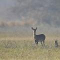 Chevreuil  (Capreolus capreolus) chevrette.