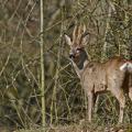 Chevreuil  (Capreolus capreolus) brocard