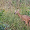 Chevreuil  (Capreolus capreolus)