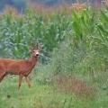 Chevreuil  (Capreolus capreolus) brocard