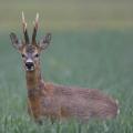 Chevreuil  (Capreolus capreolus) mâle