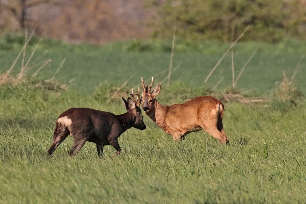 Chevreuil (Capreolus capreolus)