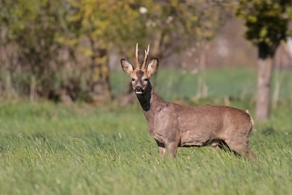 Chevreuil (Capreolus capreolus)