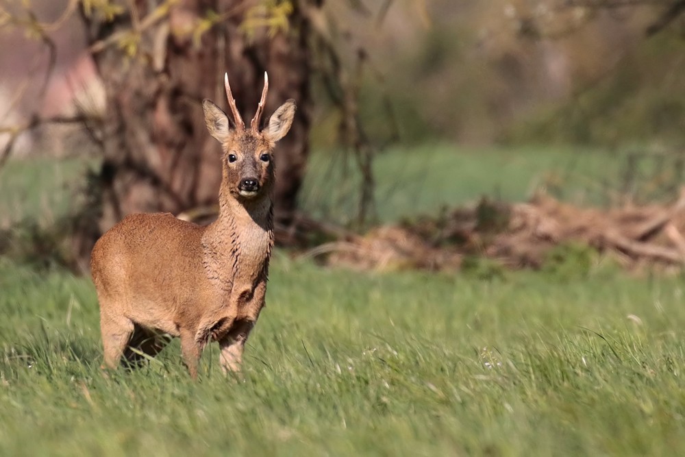 Chevreuil (Capreolus capreolus)