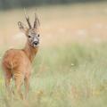 Chevreuil  (Capreolus capreolus) brocard