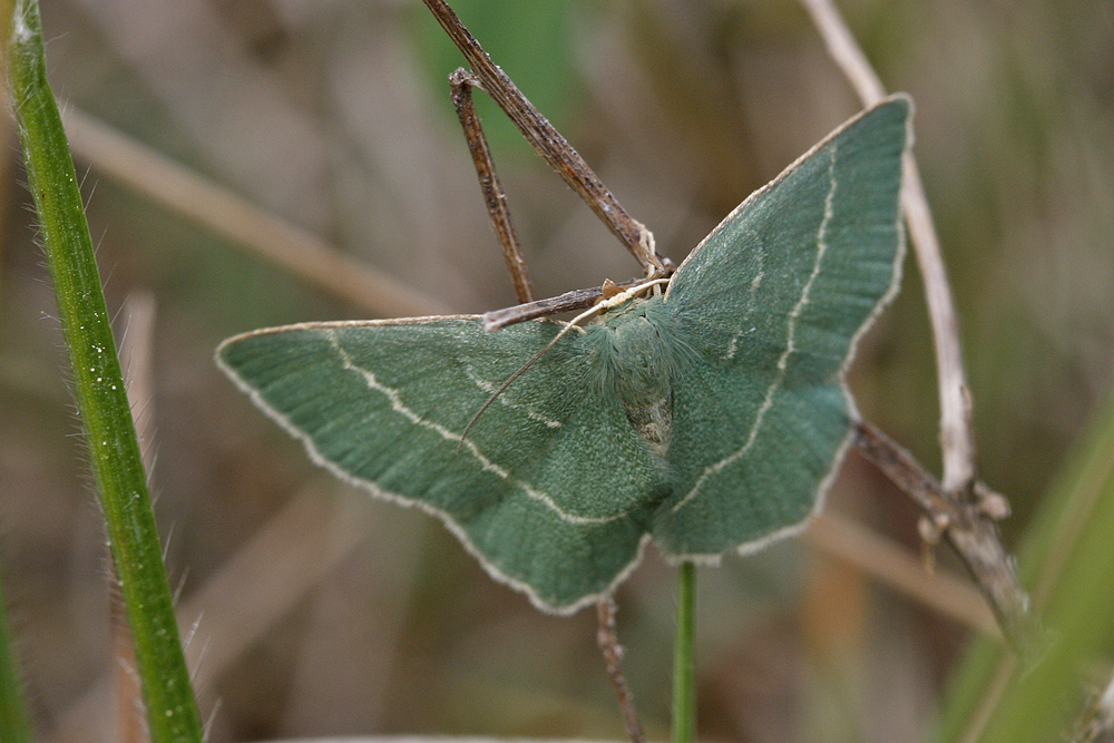 La Chlorée (Chlorissa chloraria)