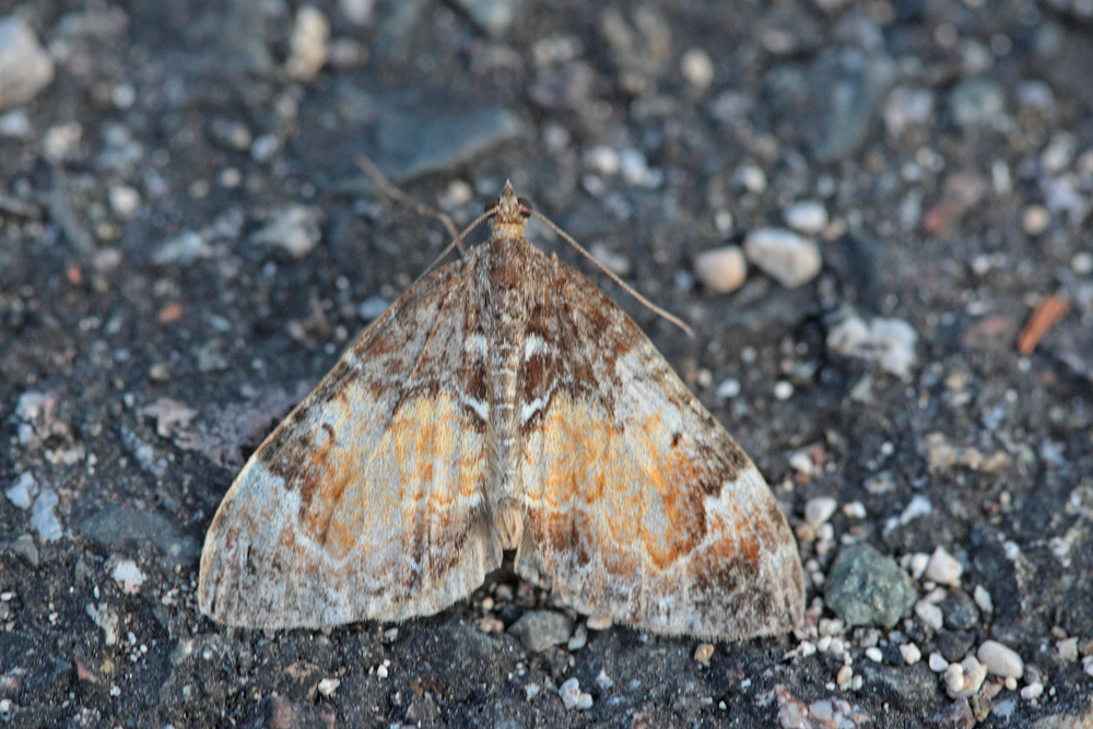 La Cidarie roussâtre (Chloroclysta truncata)