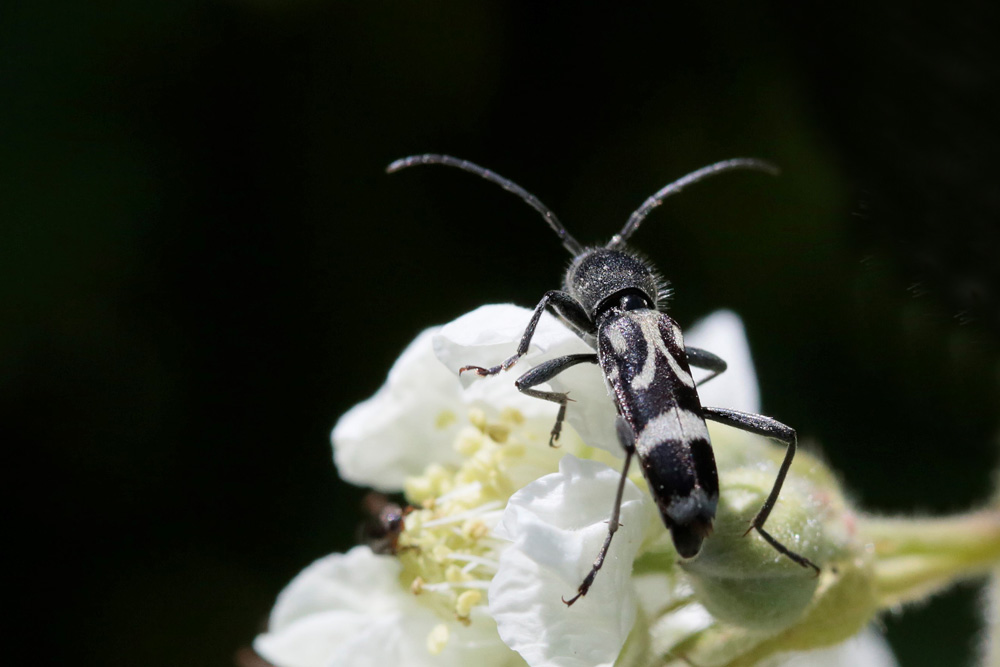 Longicorne: Chlorophorus figuratus
