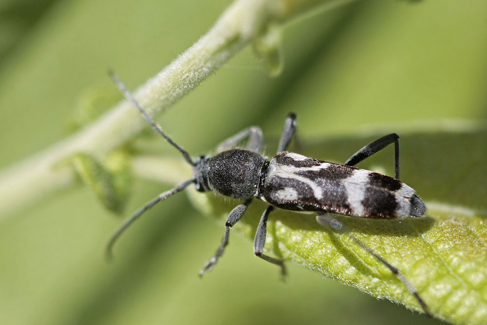 Longicorne: Chlorophorus figuratus