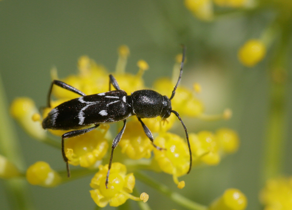 Longicorne Chlorophorus sartor