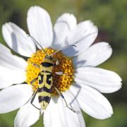 Clyte varié (Chlorophorus varius)