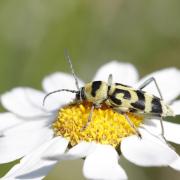 Clyte varié (Chlorophorus varius)